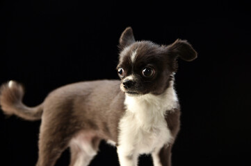 チワワのシンプル背景でのスタジオポートレート