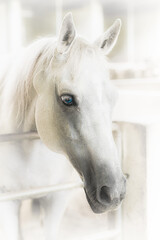 Horses in the Farm, Photo horse head shot portrait.