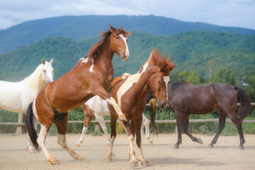 Obraz premium Horses in the Farm, Pony running and standing in the farm with mountain background.
