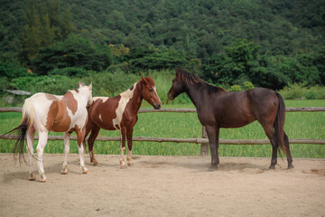 Obraz premium Horses in the Farm, Pony running and standing in the farm with mountain background.
