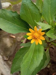 sunflower in the garden