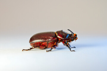 Rhinoceros beetle, Rhinoceros beetle isolated on a white background