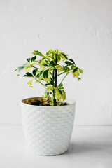 Schefflera in white wicker pot on white background. Unpretentious popular home plants. Vertical content, selective focus