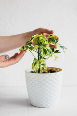hands touches the leaves Schefflera in white wicker pot on white background. Unpretentious popular home plants. Vertical content, selective focus