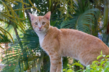 local philippine cat among palm trees and exotic plants on the philippines