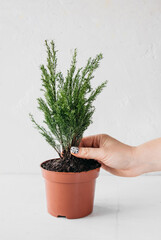 hand transplants small coniferous plant in pot for home cultivation. Care for unusual home plants. Vertical print poster, selective focus
