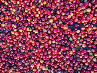 Deep red ripe coffee cherries from the coffee tree line them on the black mesh to dry from sunlight is natural heat according to the process.