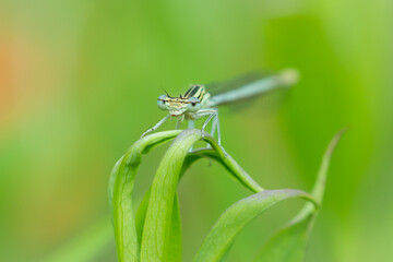 The white-legged damselfly or blue featherleg (lat. Platycnemis pennipes), of the family...