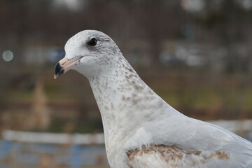 close up of a pigeon