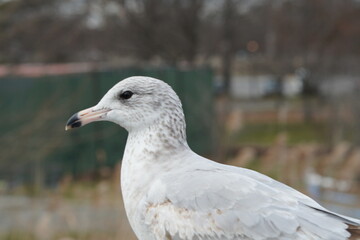seagull on the beach