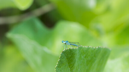 The white-legged damselfly or blue featherleg (lat. Platycnemis pennipes), of the family...