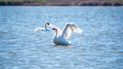 Fototapeta premium Graceful white Swan swimming in the lake and flaps its wings on the water. Valentine's Day background