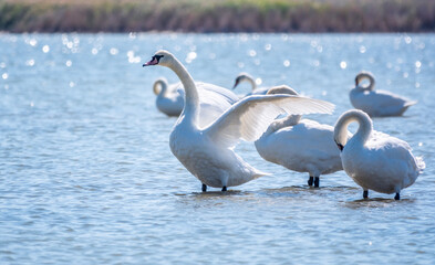 Graceful white Swan swimming in the lake and flaps its wings on the water.