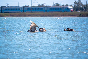 Three young brown coloured white swans swimming in a lake with blue water on a sunny day. Electric train at the background
