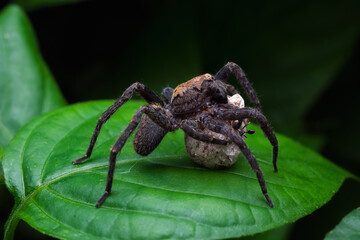 Brown spider with eggs. Extreme close-up.