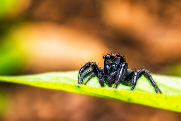 Beautiful jumping spider on a green leaf.