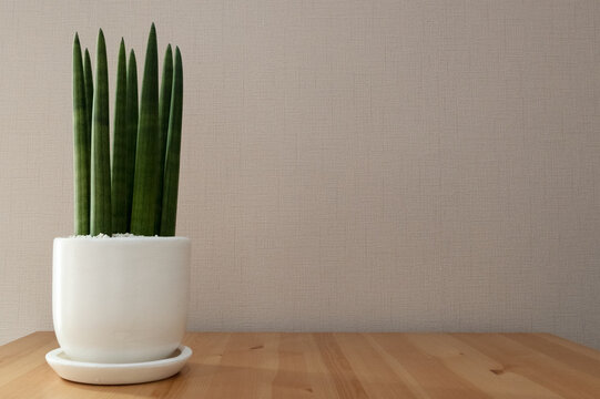 Sansevieria stuckyi on the table 
