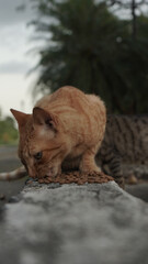 beautiful orange cat eating cat food on the street during the day
