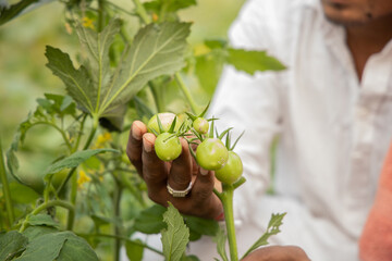 Closeup of farmer hand inspecting or holding unripe tomatoes before harvesting, organic farming and...