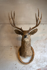 Taxidermy animal of deer head with classic frame interior on the old rotten brick wall building...