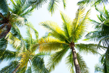Fototapeta na wymiar Detail of palm trees green leaf in the wind for summer background ,relax and vacation holiday summer concept 