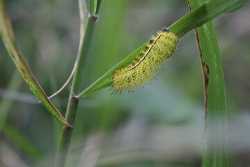 Insect, bug, Choachí, Colombia