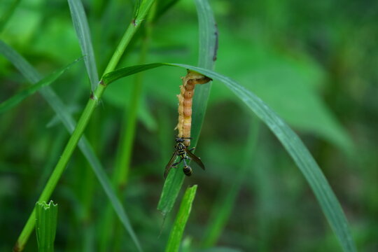 Insect, Choach&iacute;, Colombia