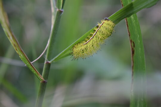 Insect, bug, Choach&iacute;, Colombia