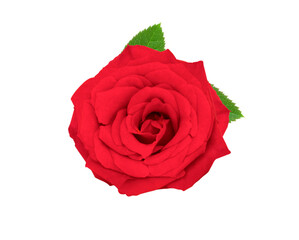 Naklejka premium Pink coral rose isolated on white background studio shot photography