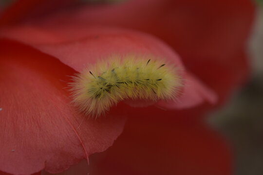 Insect, Choach&iacute;, Colombia