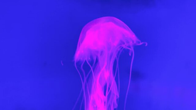 해파리, Jellyfish(4k 60fps)