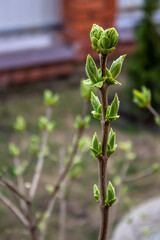 Early spring in the garden, young leaflets bloom on tree branches