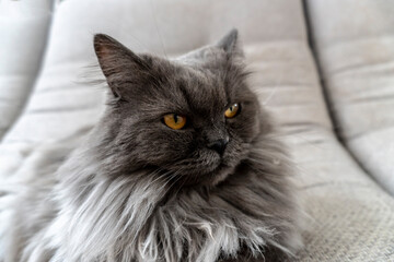 photo beautiful gray fluffy cat. Pets. excellent cover, poster, postcard