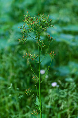 Obraz premium close up of a green plant