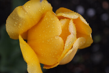 The opened flower of a yellow tulip.