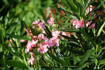 Oleander Flowers in bloom