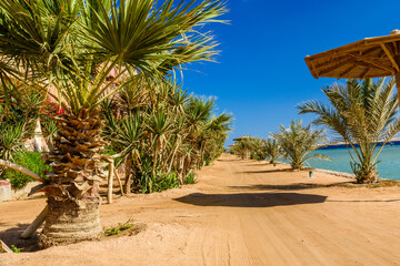 Fototapeta na wymiar Rows of green palm trees on beach of the Red sea