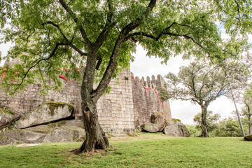 The tree in front of the Castle of Guimaraes, Portugal