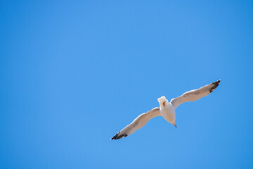 Seagull in flight in nature
