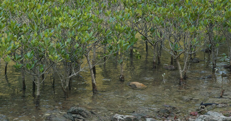 Mangrove trees in the water on a tropical island
