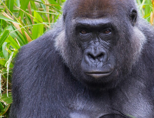 Portrait of a Gorilla