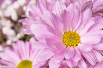 Beautiful Daisy flower texture close up