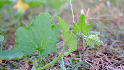 Close-up pumpkin (vine,blossom,leaves)  with blurred background in garden