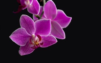 Purple orchid flower close-up, on a black isolated background. Greeting card, copy space.
