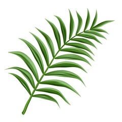 Fototapeta premium 3d realistic vector palm branch, isolated on white background.