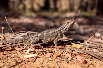 Eastern Bearded Dragon, Hall, ACT, January 2021