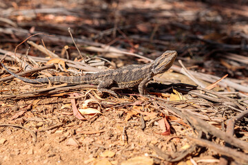 Eastern Bearded Dragon, Hall, ACT, January 2021