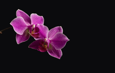 Fototapeta na wymiar Two purple orchid flowers on a black isolated background. Selective focus, a place to copy.