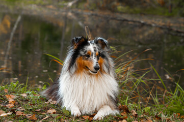 Beautiful Australian shepherd in nature. Adult purebred dog outdoors. Aussi