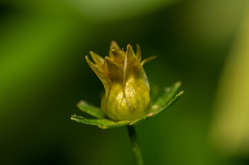bud of tulip flower